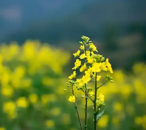 公司组织全体员工春游团建活动